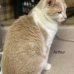Thumbnail photo of Arthur #4