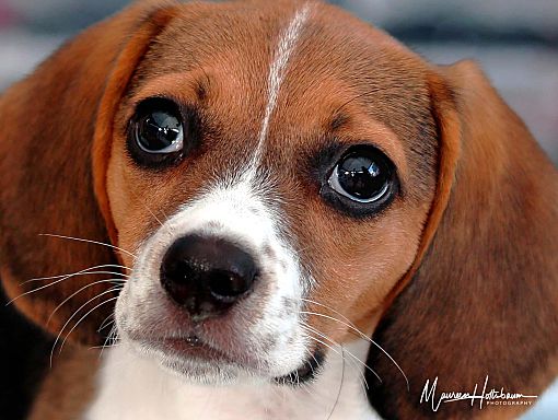 Ruby beaglier cheap