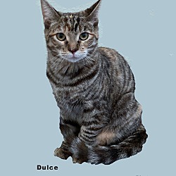 Thumbnail photo of Dulce #2