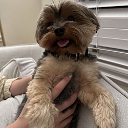 Fosters morkies discount