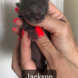 Photo of Jackson (Blue Collar)