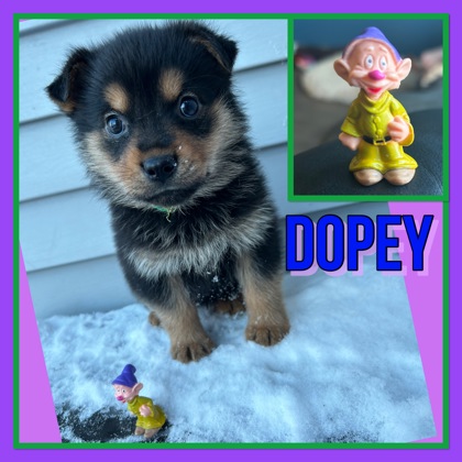Thumbnail photo of Dopey #2