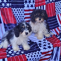 Thumbnail photo of CAVAPOO TRI COLORS #3