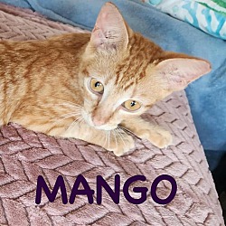 Thumbnail photo of Mango #1