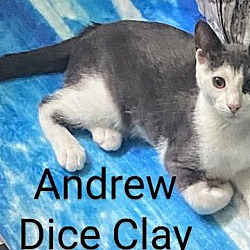 Thumbnail photo of Andrew Dice Clay #1