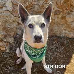 Thumbnail photo of Strider #1