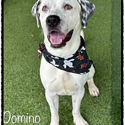 Thumbnail photo of DOMINO #4