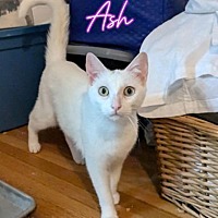 adopt a pet