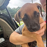adopt-pet