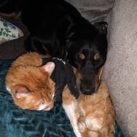 adopt a pet
