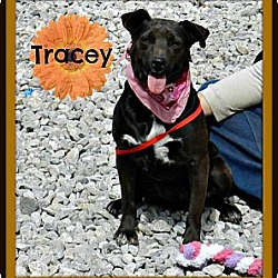 Thumbnail photo of Tracey #1