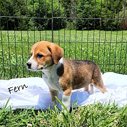 Thumbnail photo of Fern~adopted! #2
