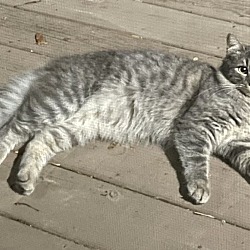 Photo of Katty (aka Fluffy Tail)-(Sponsored)