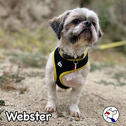 Thumbnail photo of Webster #4