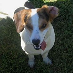 Thumbnail photo of Snoopy~adopted #1