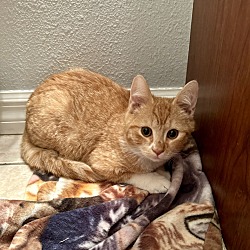 Thumbnail photo of Chip (bonded with Chester) #2