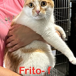 Photo of Frito 24