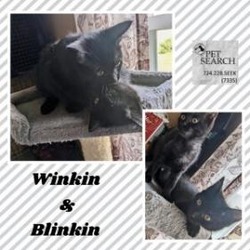 Thumbnail photo of Blinkin #3
