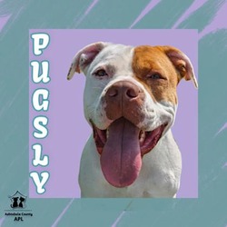 Thumbnail photo of Pugsly #1