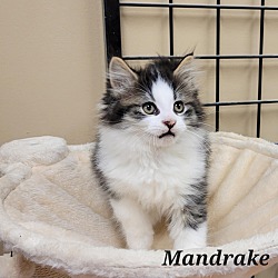 Photo of Mandrake