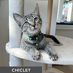 Thumbnail photo of Chiclet #2