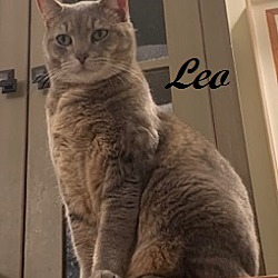 Thumbnail photo of Leo (Courtesy Post) #4