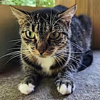 adopt-pet