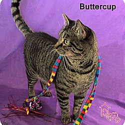 Thumbnail photo of Buttercup #3