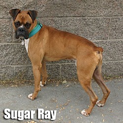 Thumbnail photo of Sugar Ray #2