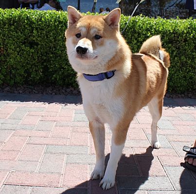 shiba inu adoption