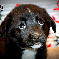 Thumbnail photo of Dilly~adopted! #1