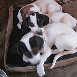 Thumbnail photo of Puppies #4