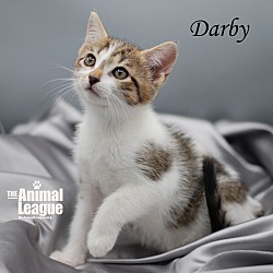 Thumbnail photo of Darby #1