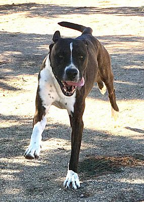pit boxer mix white