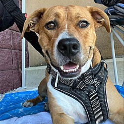 Photo of Goober