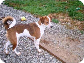 Irvington, KY - Jack Russell Terrier. Meet Puppy 2 a Dog for Adoption.