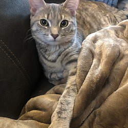 Photo of Cleo (courtesy post)