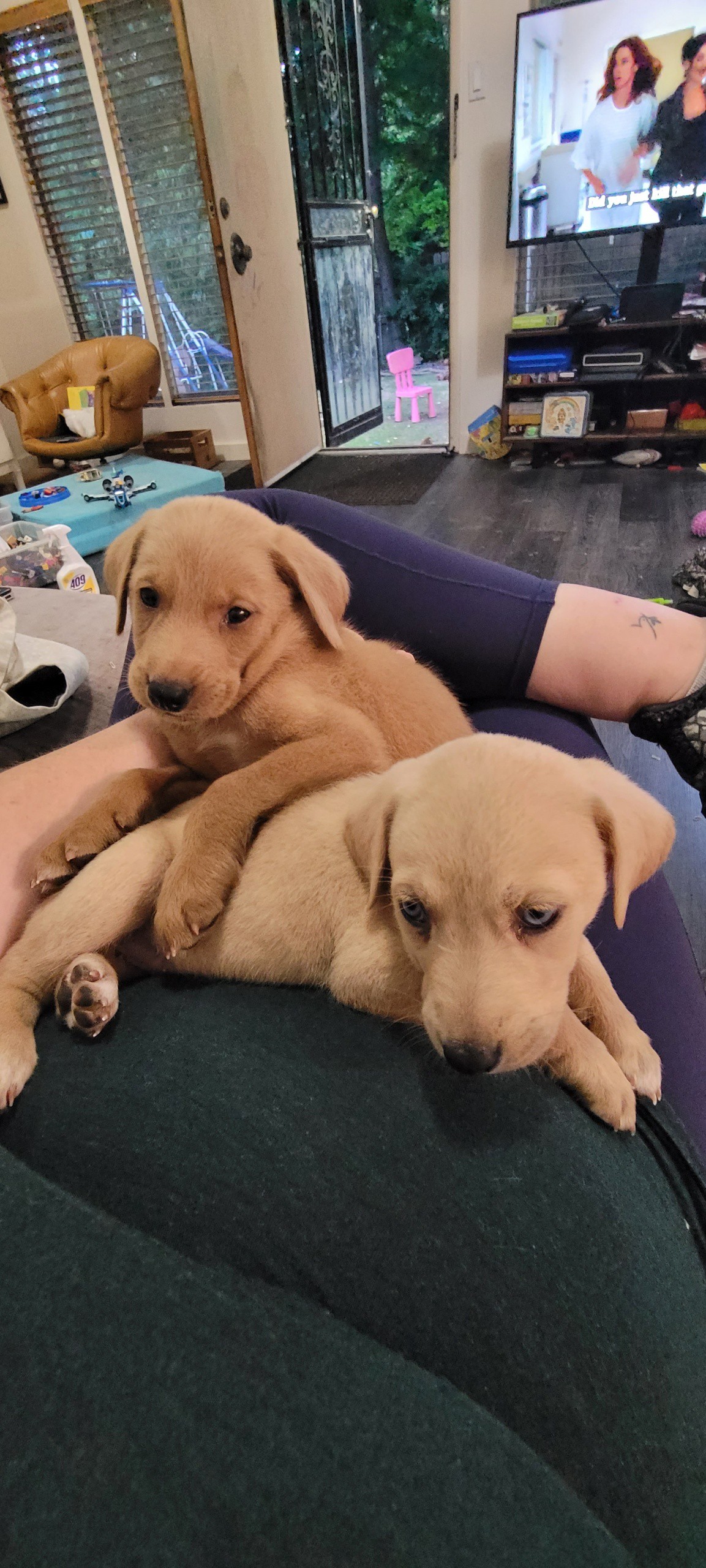 Adopt TINSEL a Tan/Yellow/Fawn Goldendoodle / Labrador Retriever / Mixed dog in Brown, Yellow