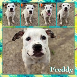 Photo of Freddy CFS 240051549