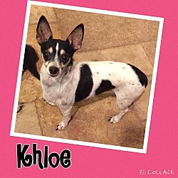 Thumbnail photo of Khloe #1