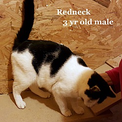 Thumbnail photo of Redneck #2
