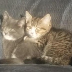 Thumbnail photo of Brother Kittens #1