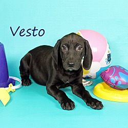 Thumbnail photo of Vesto #3
