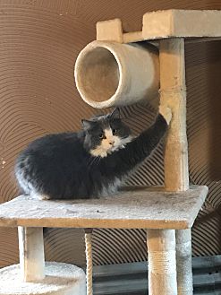 Petsmart cat hotsell scratching post