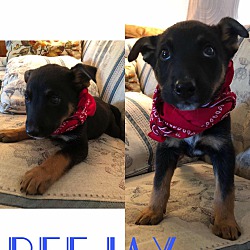 Thumbnail photo of BeeJay/adopted #2