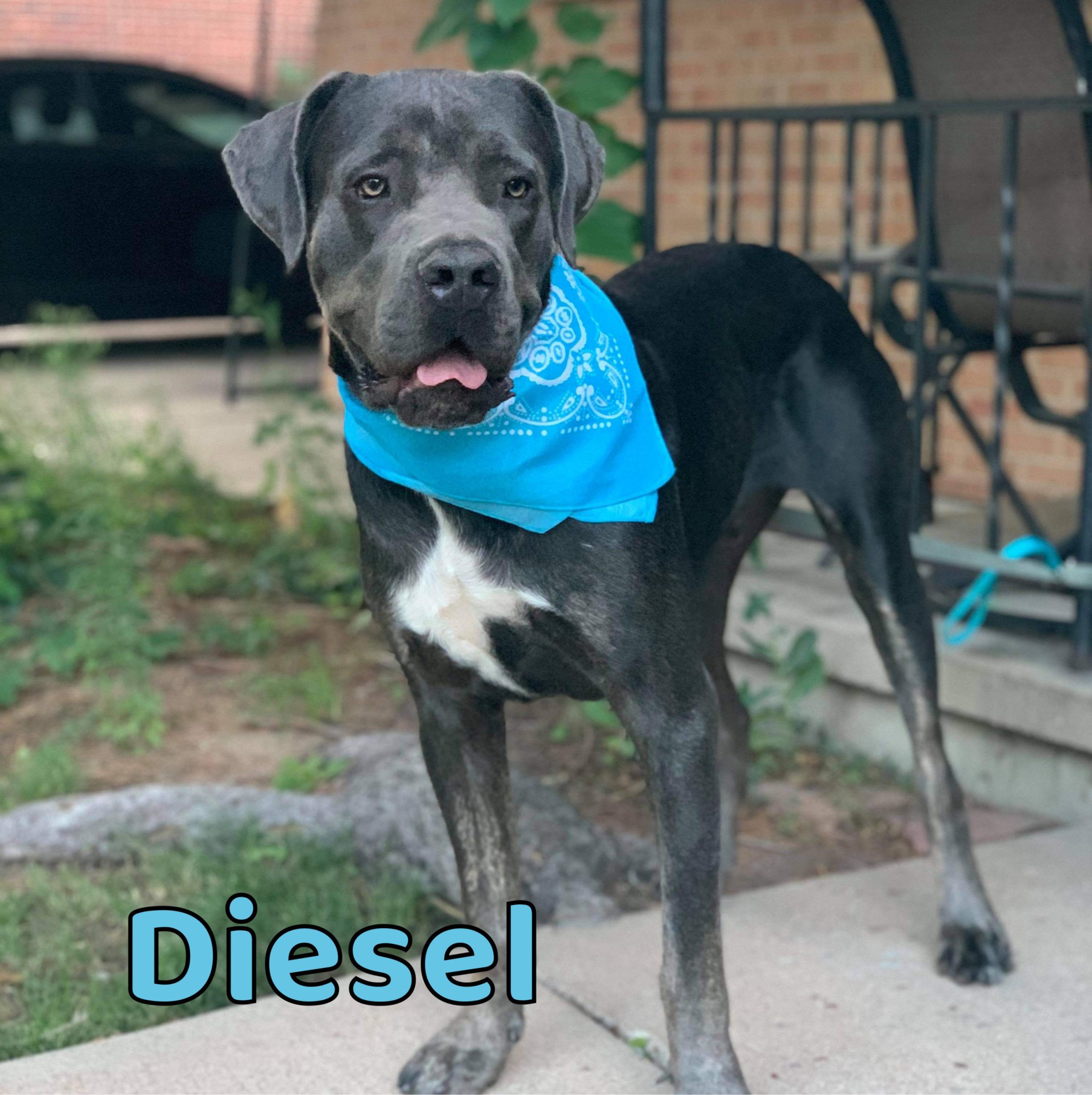 Adopt Diesel a Black with White Cane Corso / Mixed dog