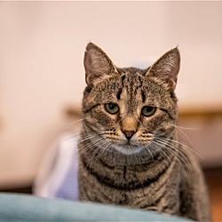 Thumbnail photo of Ketzell (Meet me in the Adoption Room!) #2