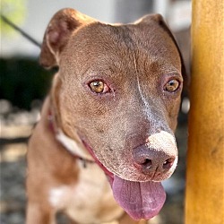 Photo of Carrie - Adopt Me!