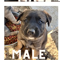 Thumbnail photo of Puppies-Ballico, CA #4