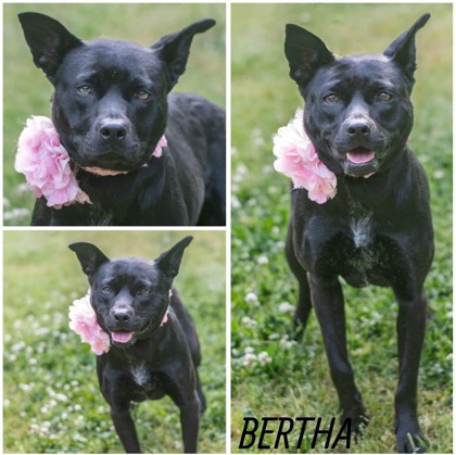 Thumbnail photo of Bertha #1